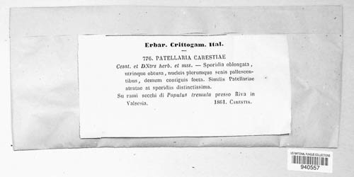 Durella carestiae image